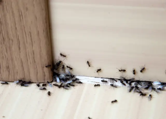 Ant Removal Galena