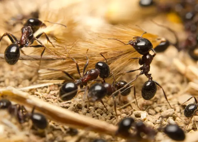 Ant Treatment Springfield