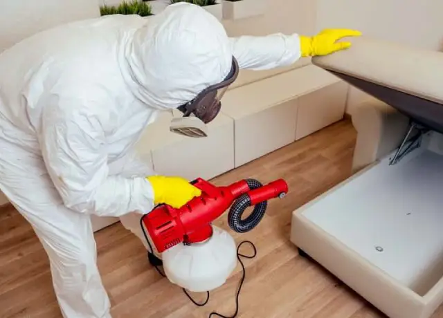 Bed Bugs and Treatment