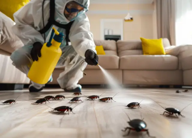 Cockroach Pest Control