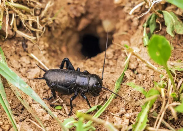 cricket insect pest control