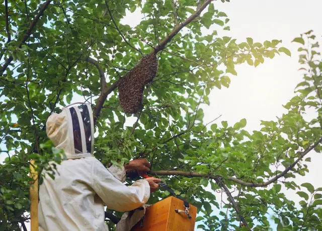 honey bee removal