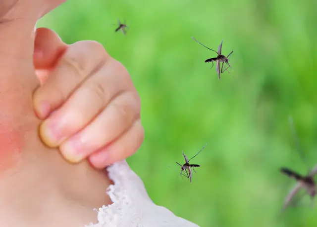 mosquito lawn treatment