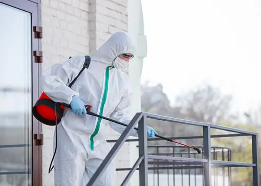 Natural Pest Control Solutions