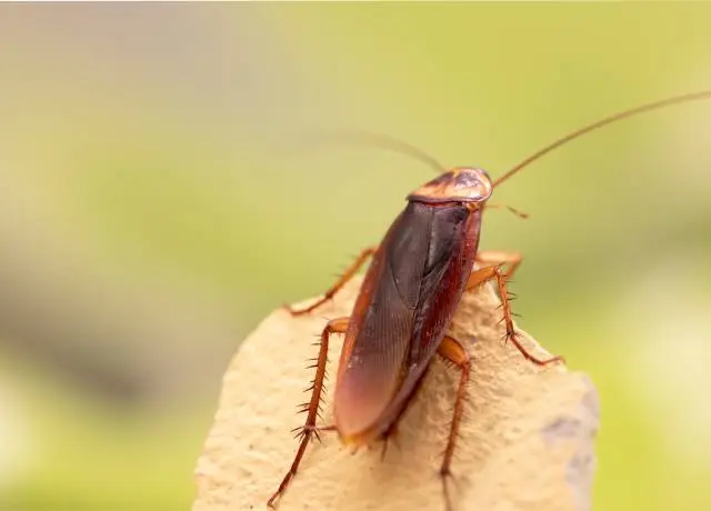 Pest Control Roaches Near Me