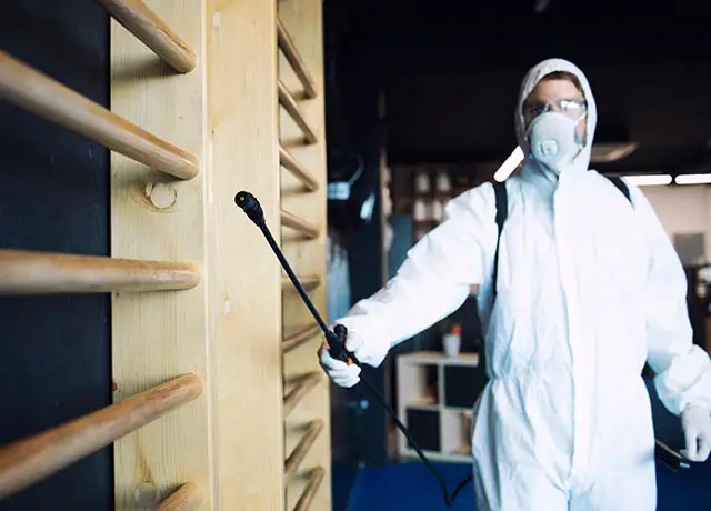 Pest Control Solutions Near Me