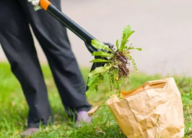 Professional Weed Removal