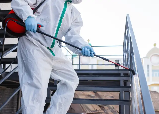 Spider Removal Near Me