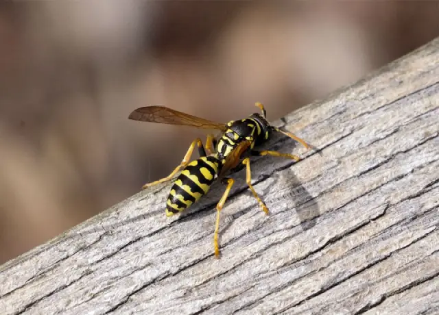 Wasp Control Near Me