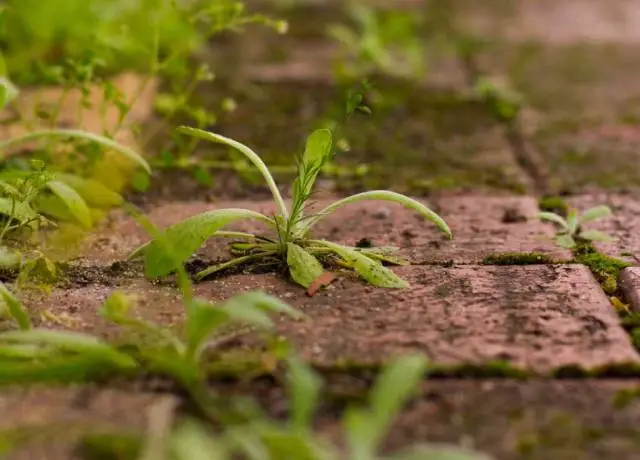 Weed Control Near Me